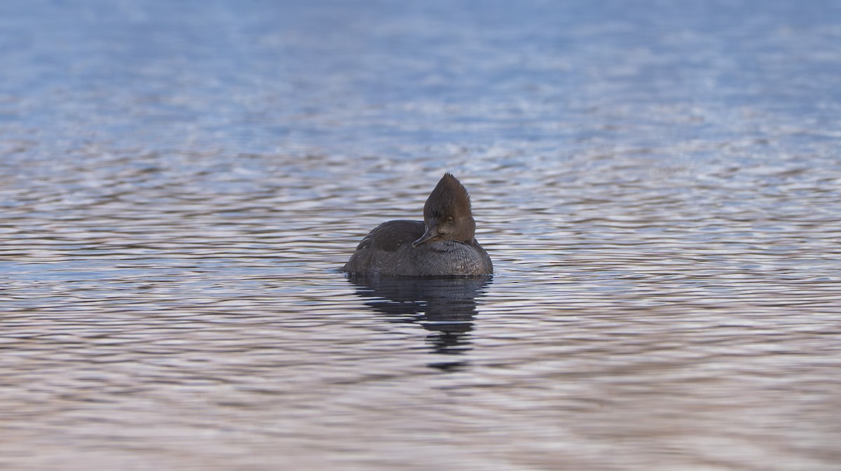 Hooded Merganser - ML647239189