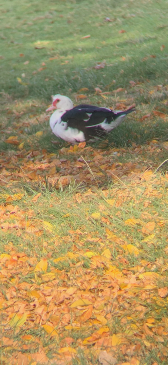 Muscovy Duck (Domestic type) - ML647239190
