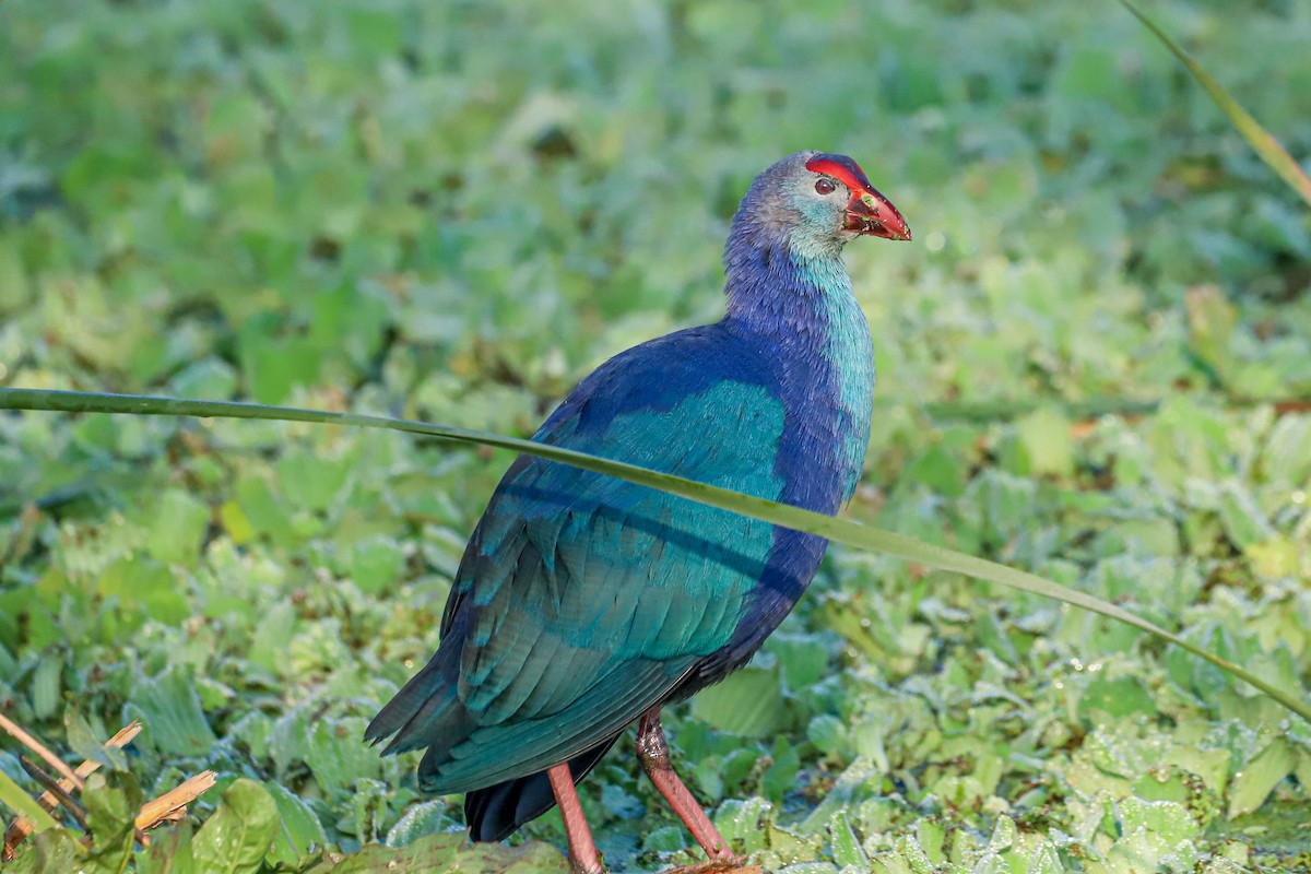 Gray-headed Swamphen - ML647239191