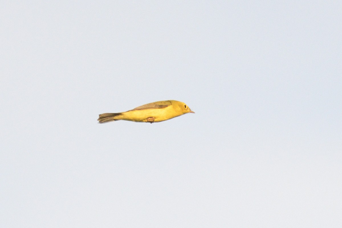 Wilson's Warbler - ML647239192