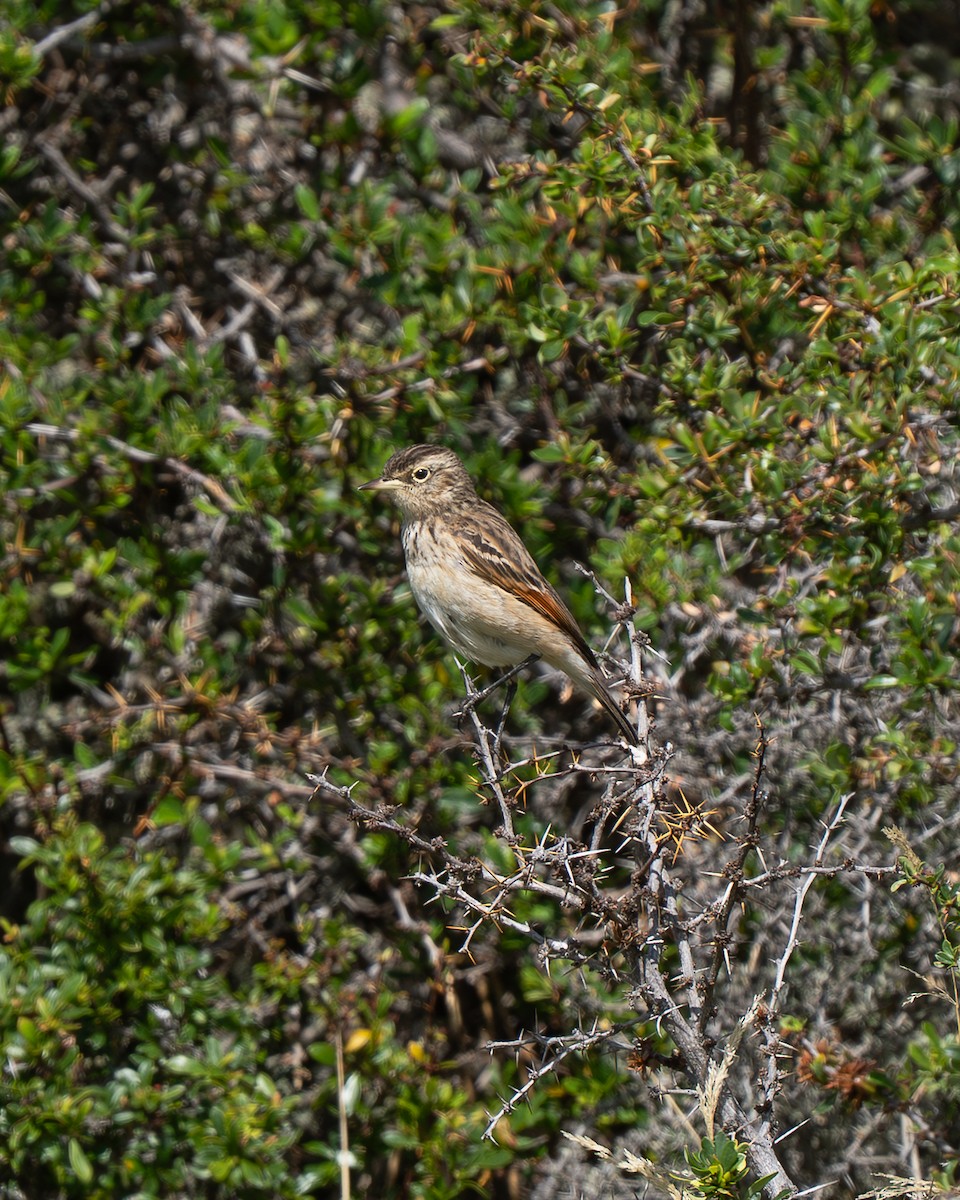 Spectacled Tyrant - ML647239193