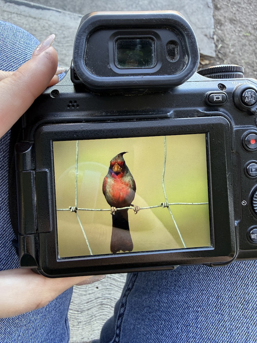 Pyrrhuloxia - ML647239195