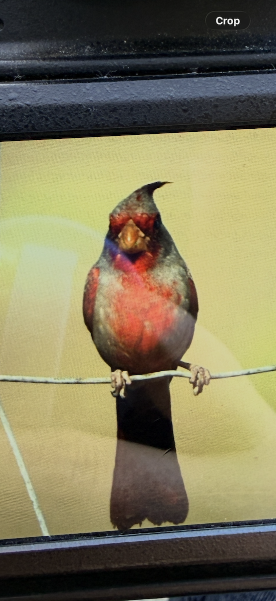 Pyrrhuloxia - ML647239196