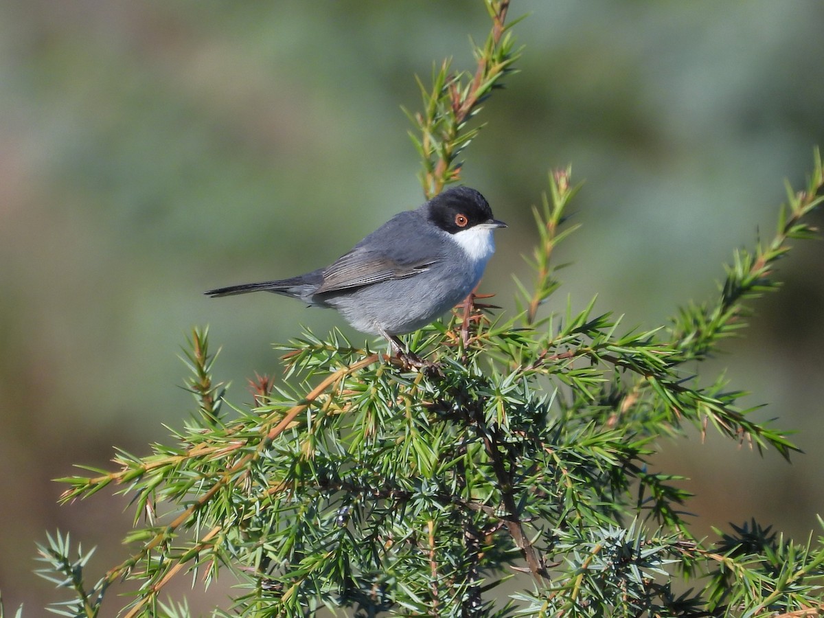Sardinian Warbler - ML647239197