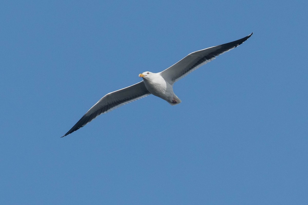 Western Gull - ML647239198