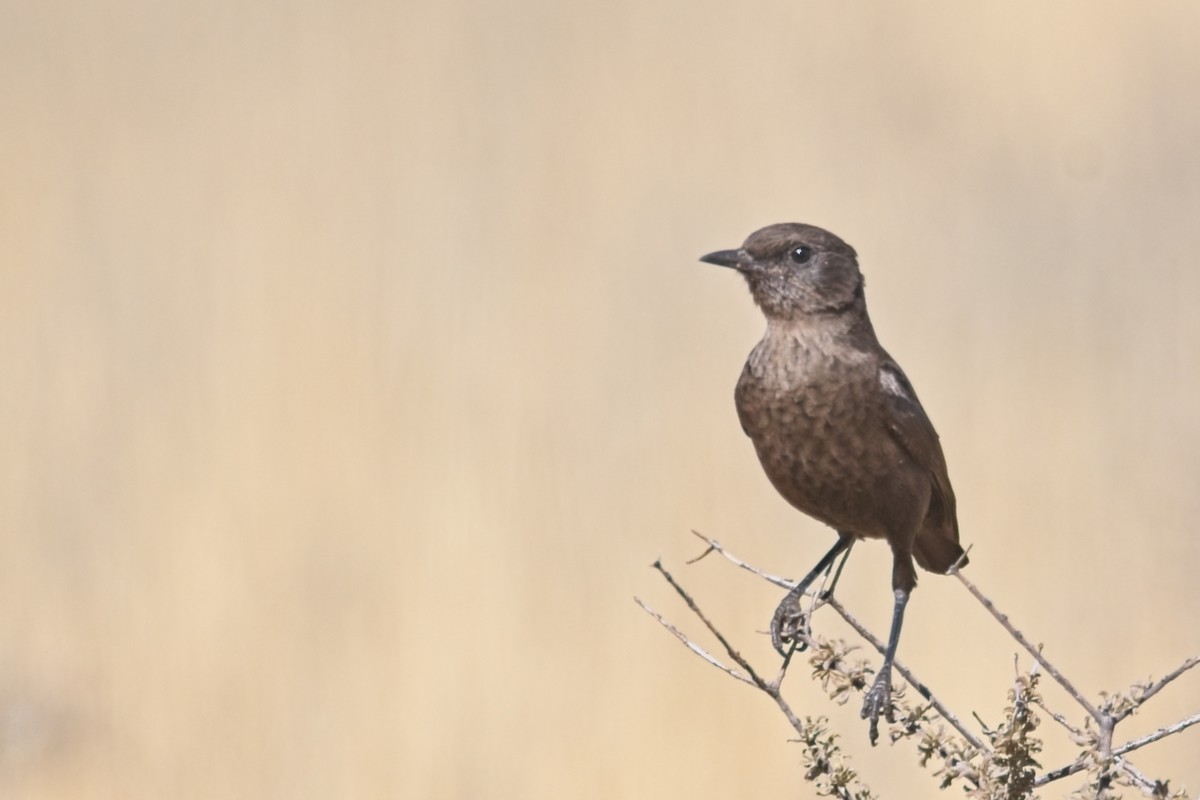 Southern Anteater-Chat - ML647239200