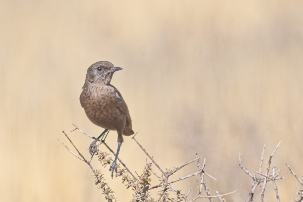 Southern Anteater-Chat - ML647239201