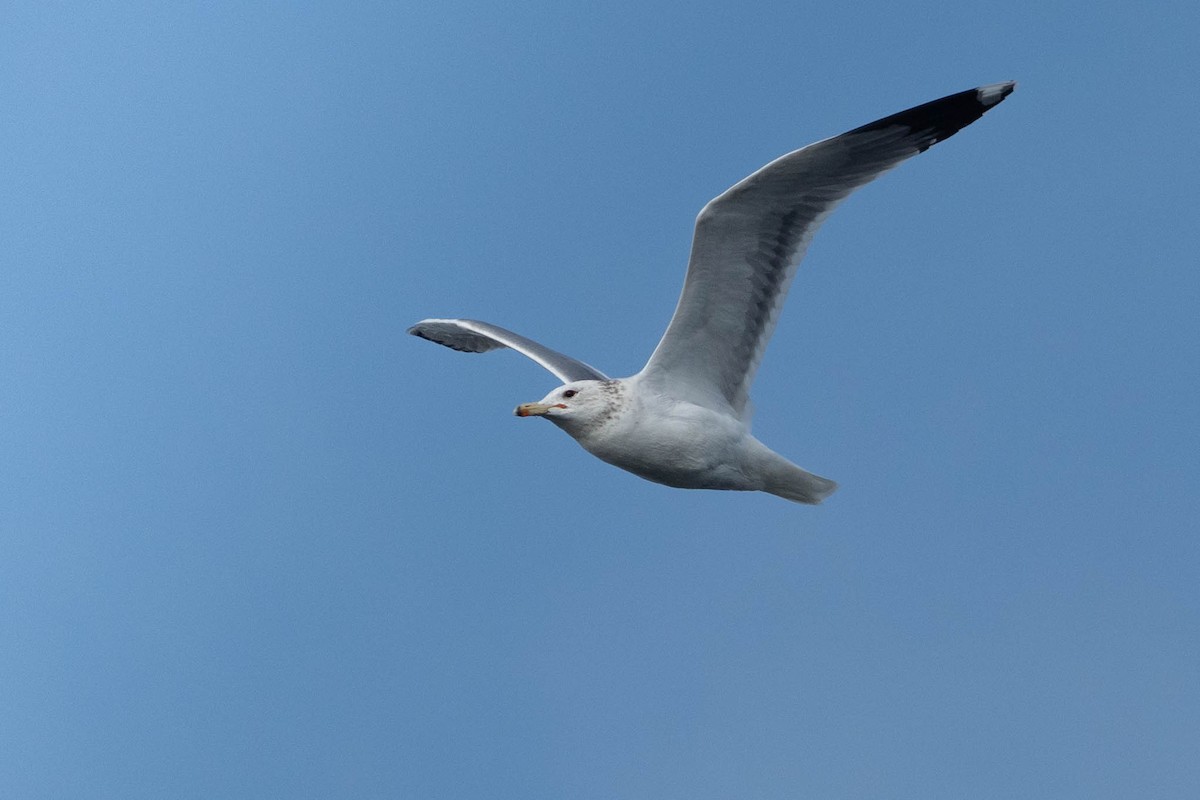 California Gull - ML647239202