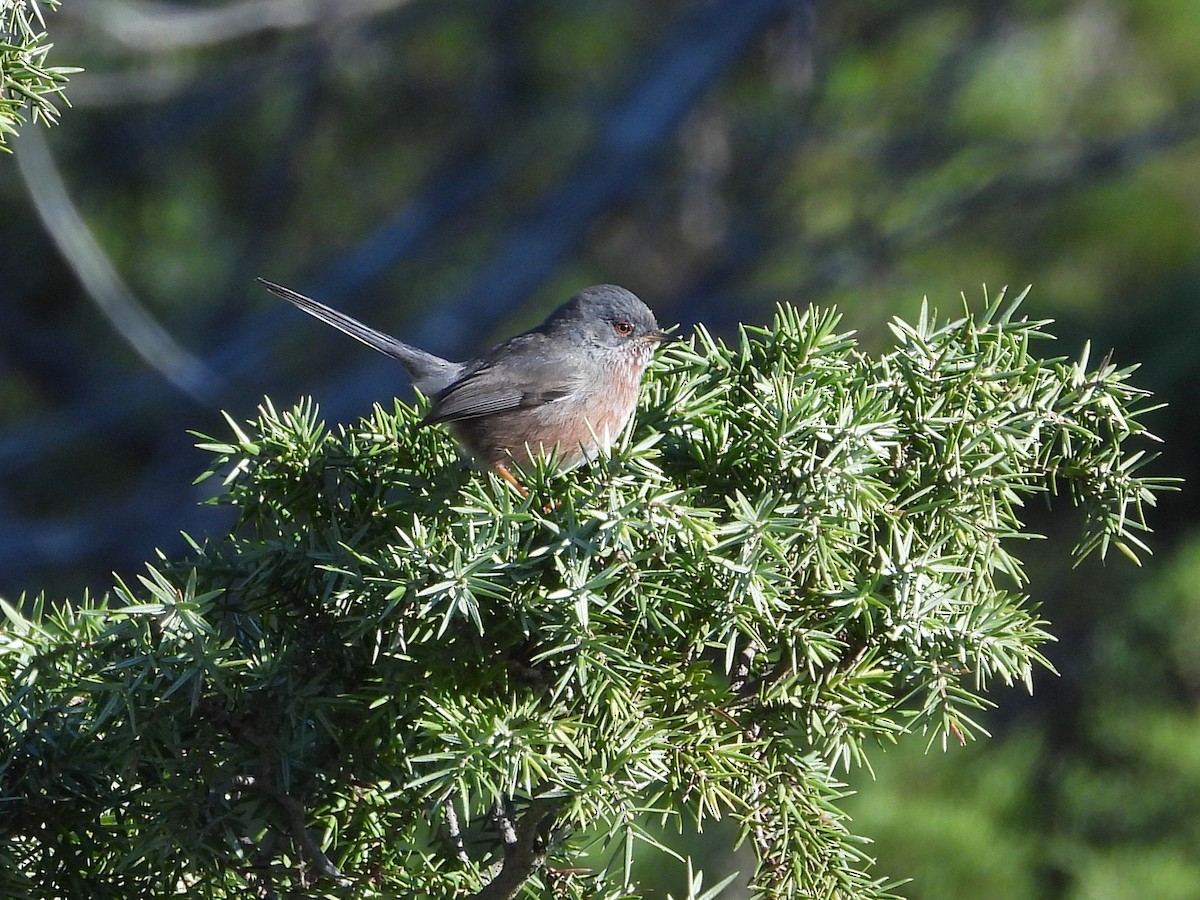 Dartford Warbler - ML647239203