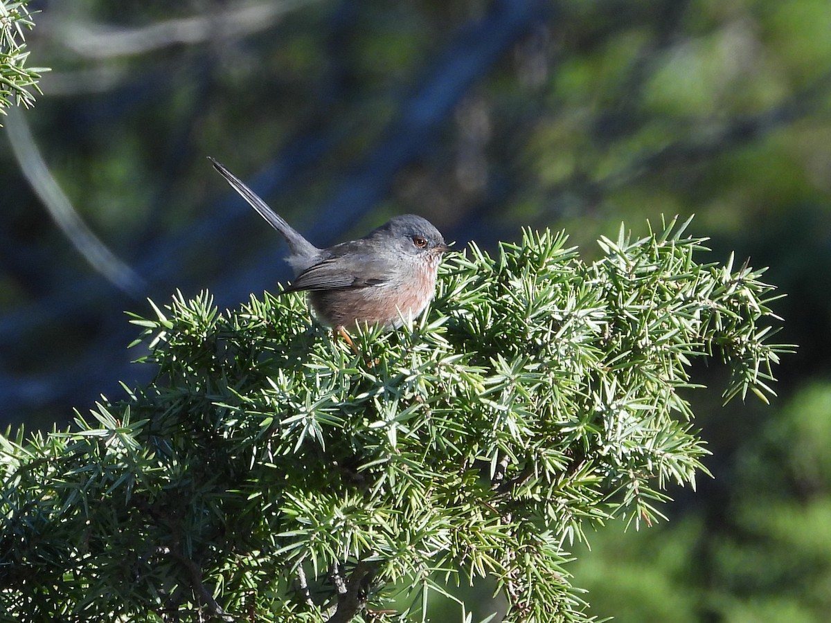 Dartford Warbler - ML647239204