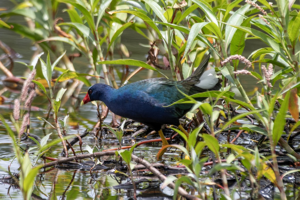 Purple Gallinule - ML647239205