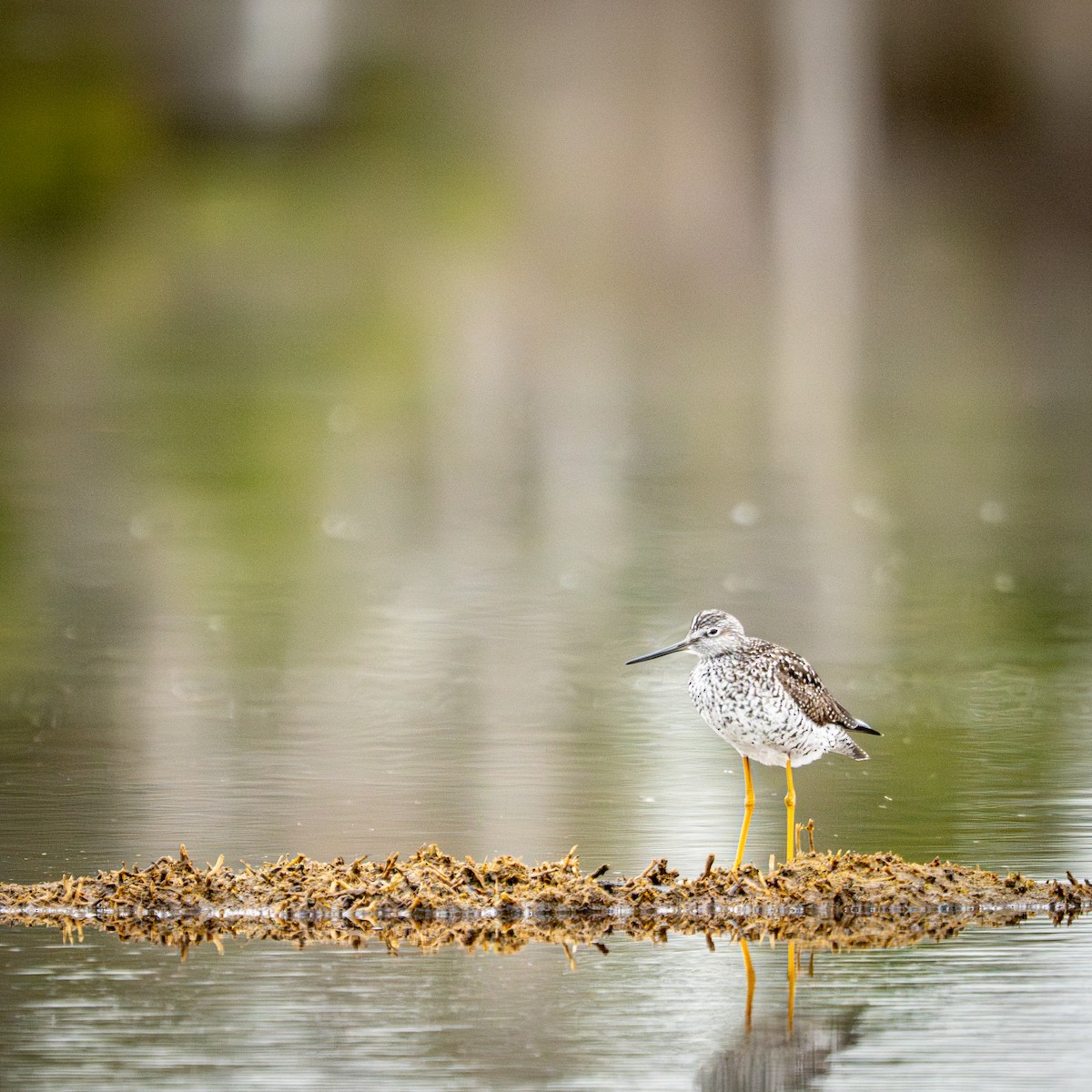 Greater Yellowlegs - ML647239206