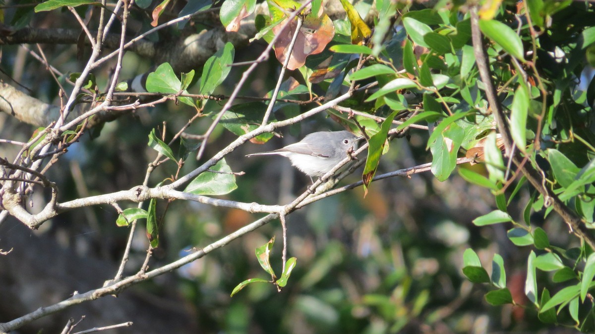 Blue-gray Gnatcatcher - ML647239207