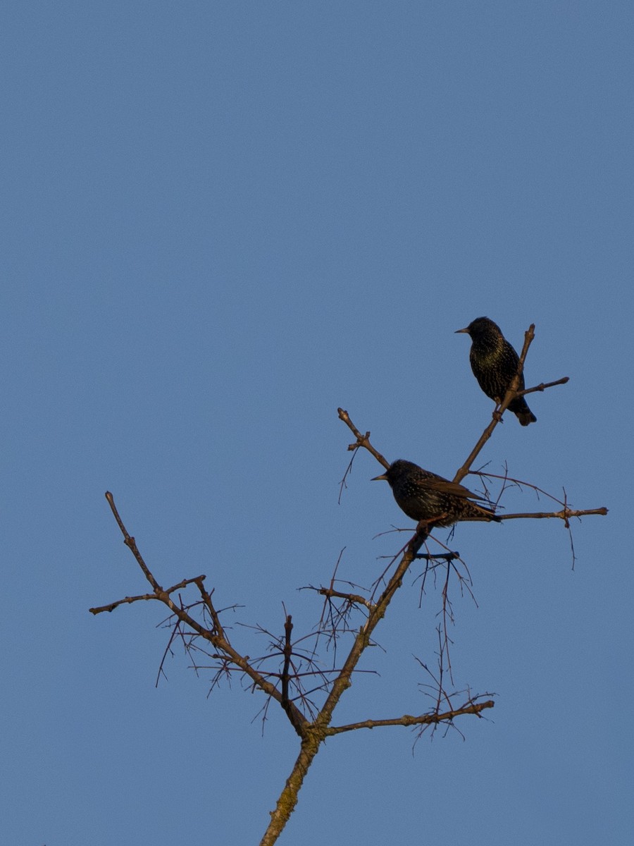 European Starling - ML647239208