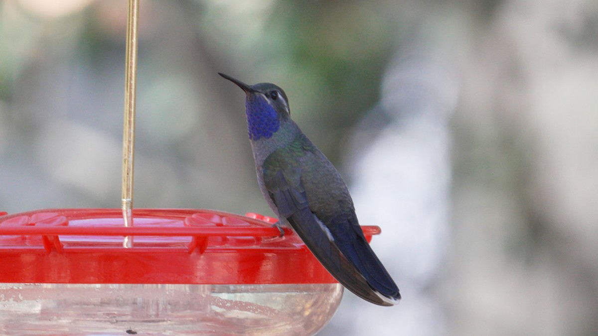 Blue-throated Mountain-gem - ML647239211