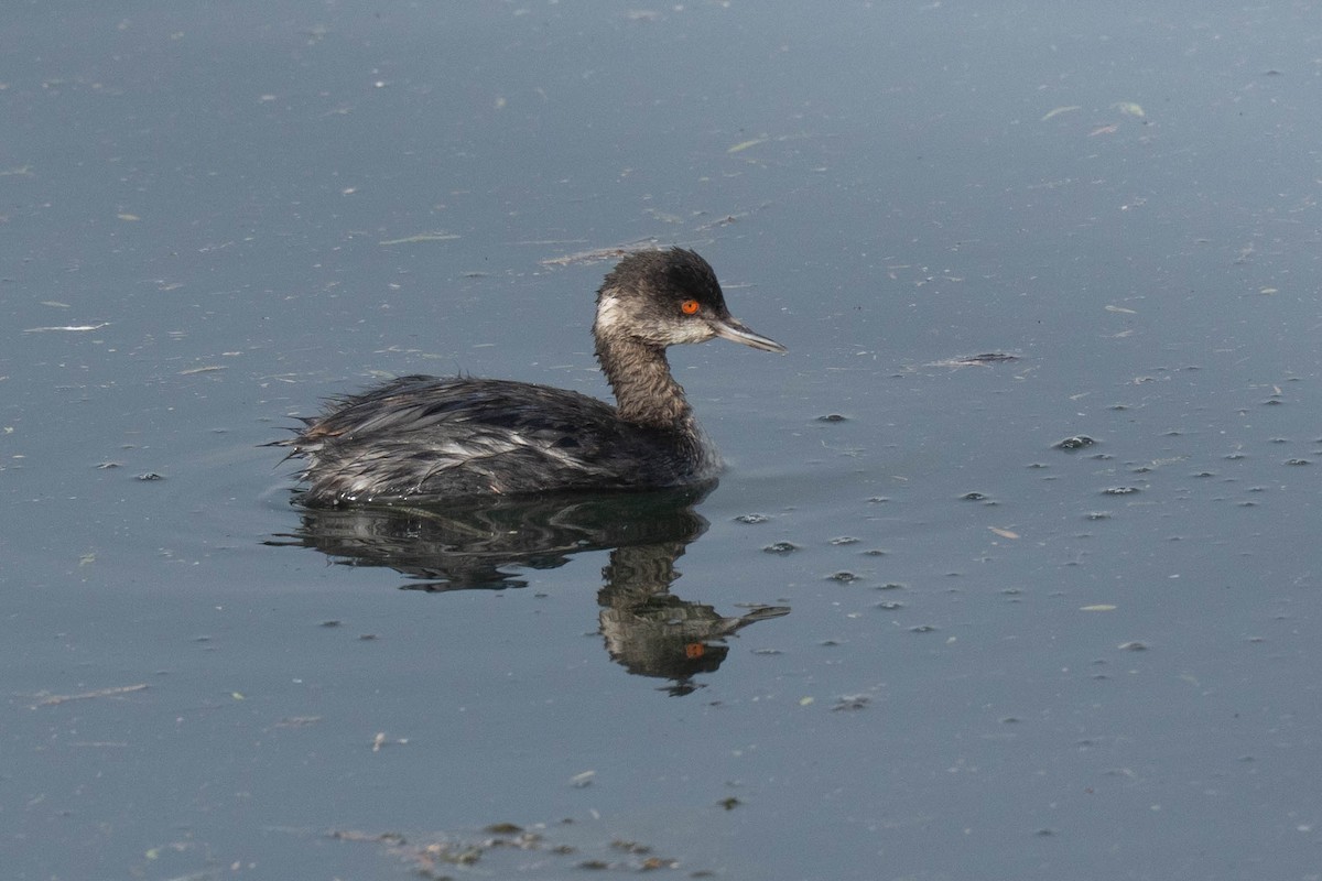 Eared Grebe - ML647239233