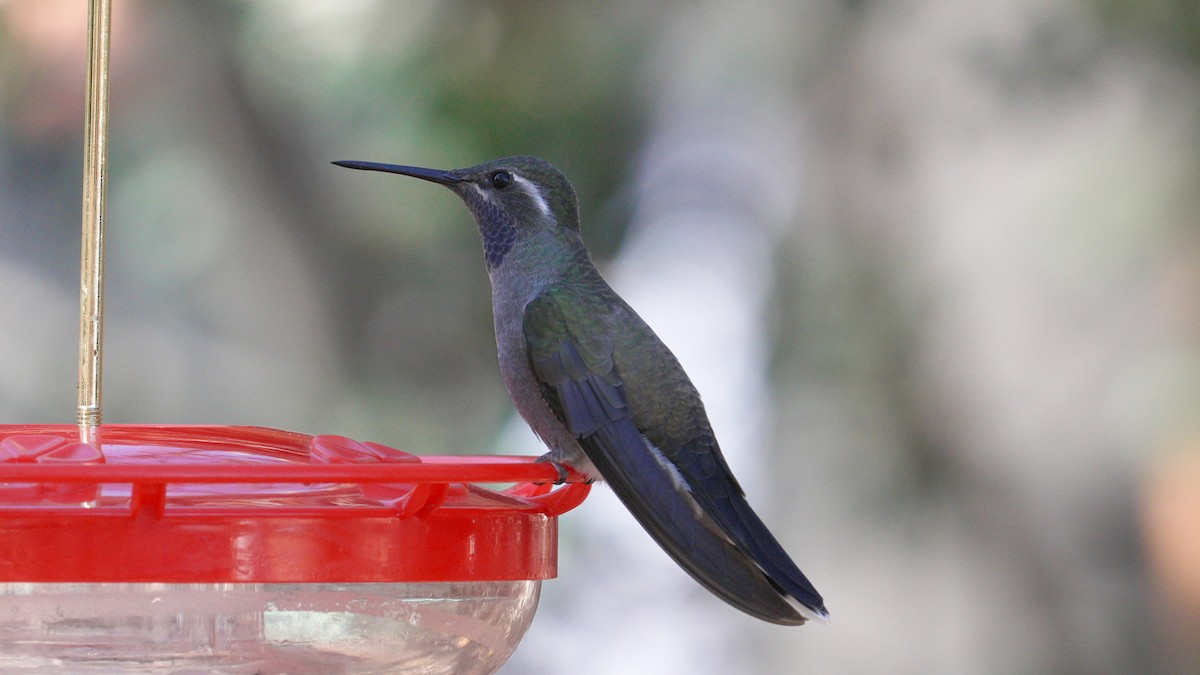 Blue-throated Mountain-gem - ML647239237