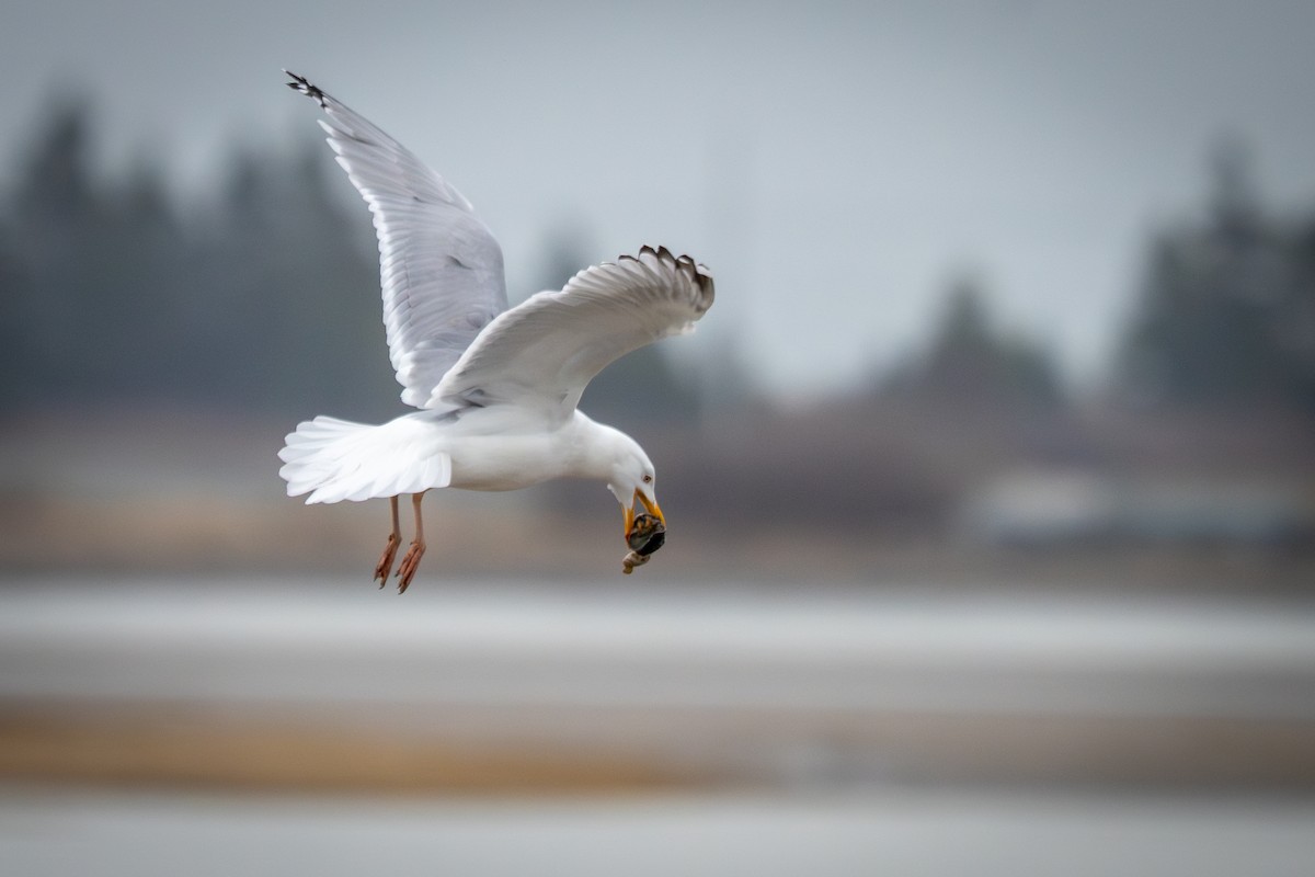 American Herring Gull - ML647239238