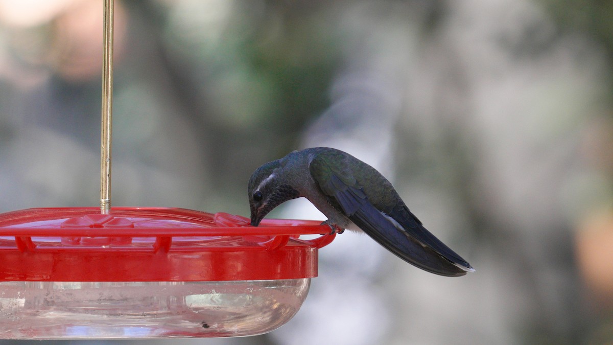 Blue-throated Mountain-gem - ML647239239