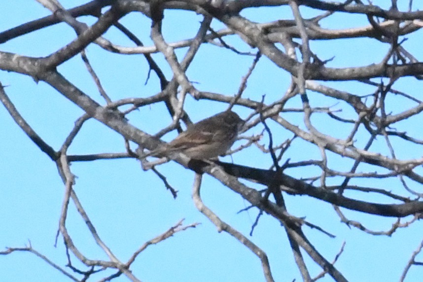 Vesper Sparrow - ML647239241