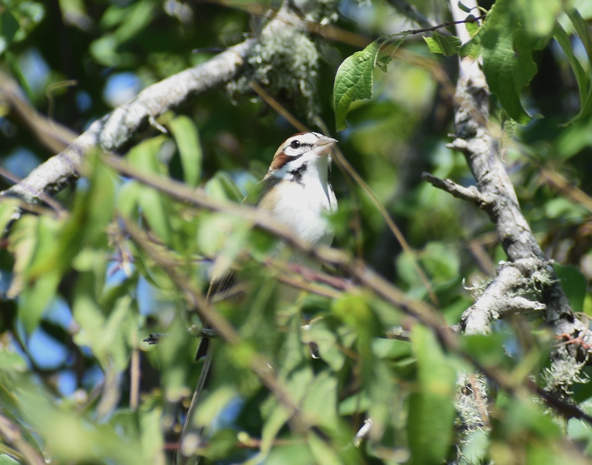 Lark Sparrow - ML647239242