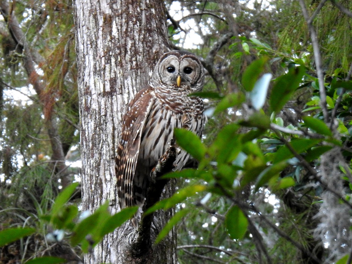 アメリカフクロウ - ML647239243