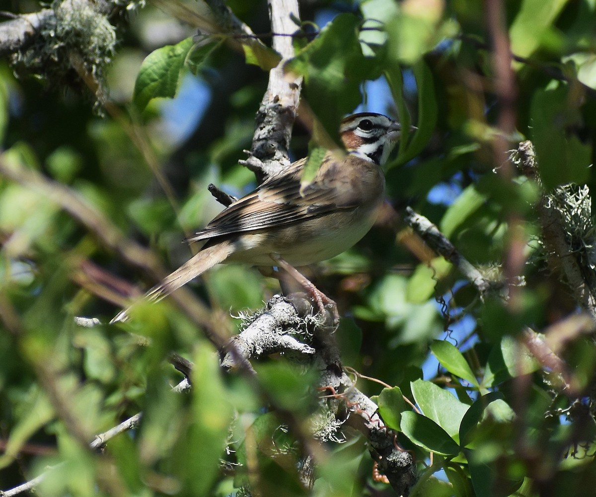 Lark Sparrow - ML647239245