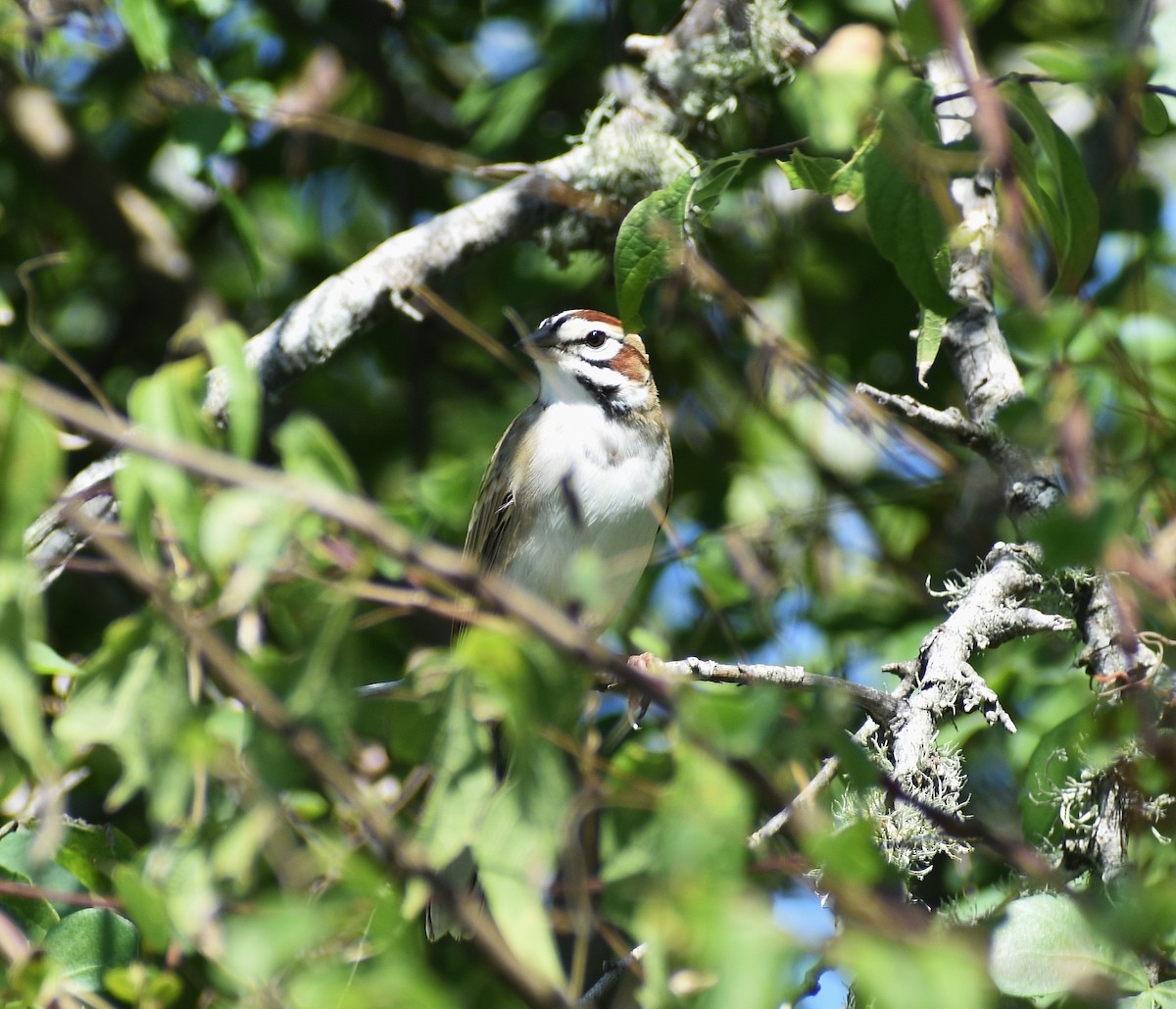 Lark Sparrow - ML647239246