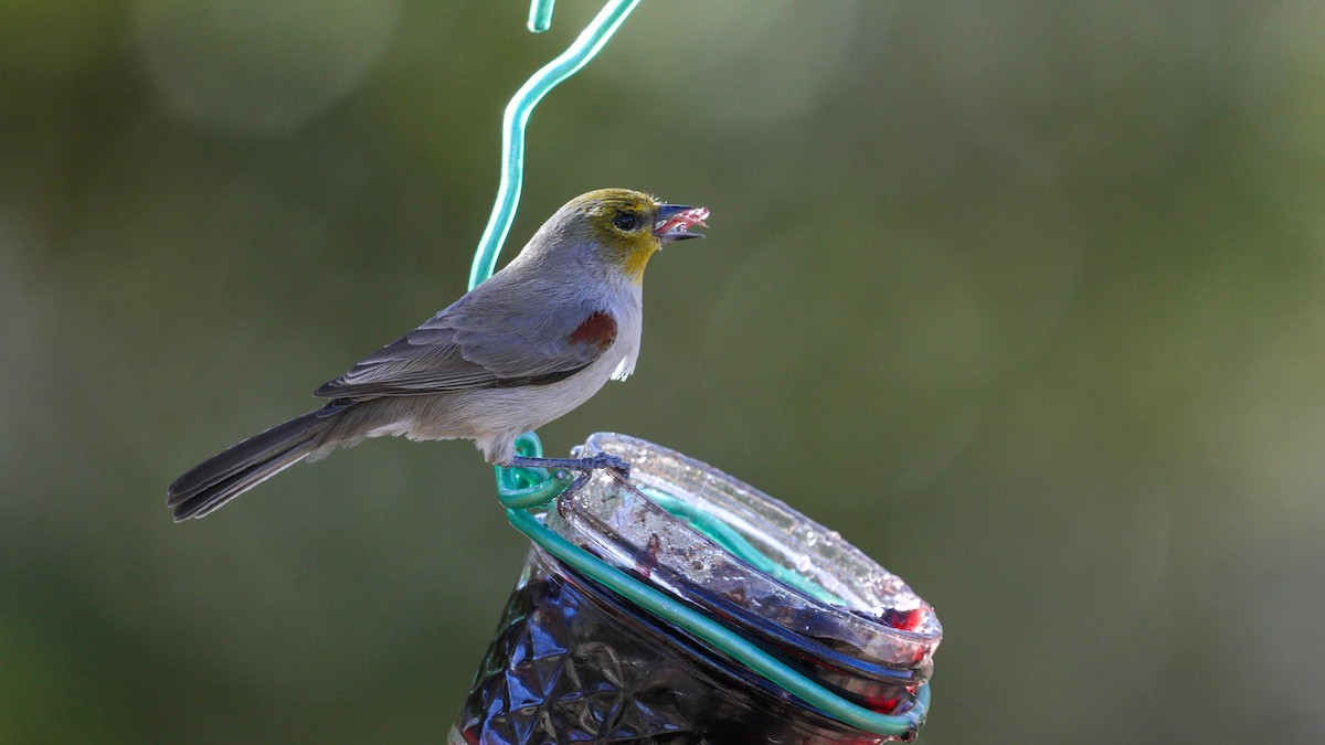 Verdin - ML647239259