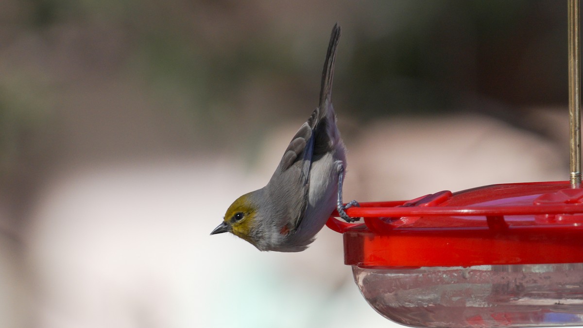 Verdin - ML647239260