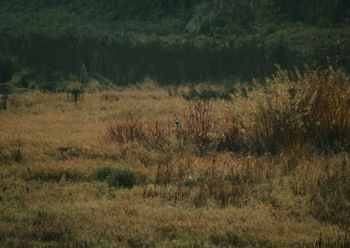 Belted Kingfisher - ML647239265