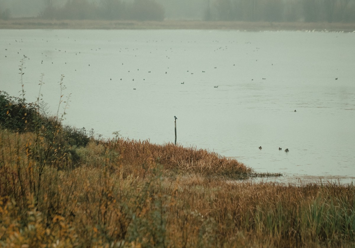 Belted Kingfisher - ML647239266