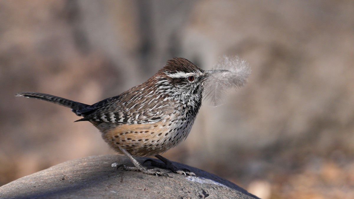 Cactus Wren - ML647239270