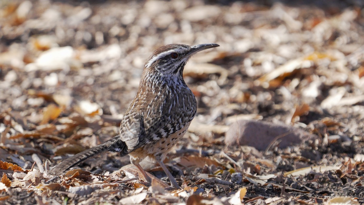 Cactus Wren - ML647239271