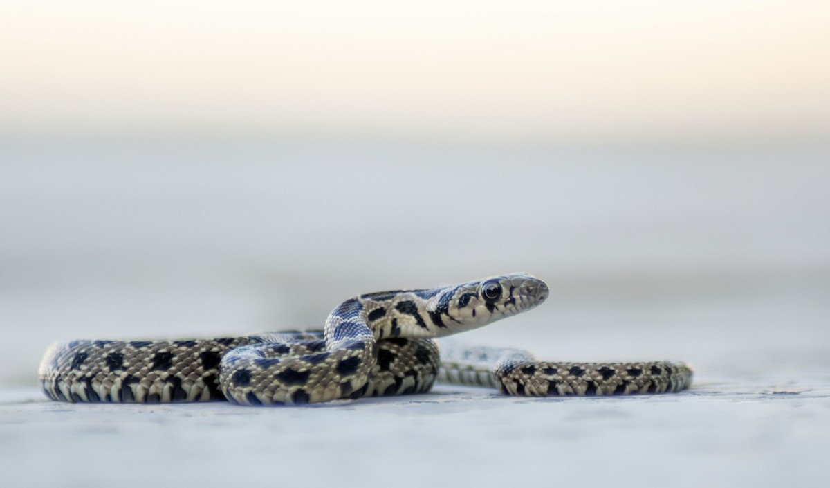 Horseshoe Whip Snake - ML647239272