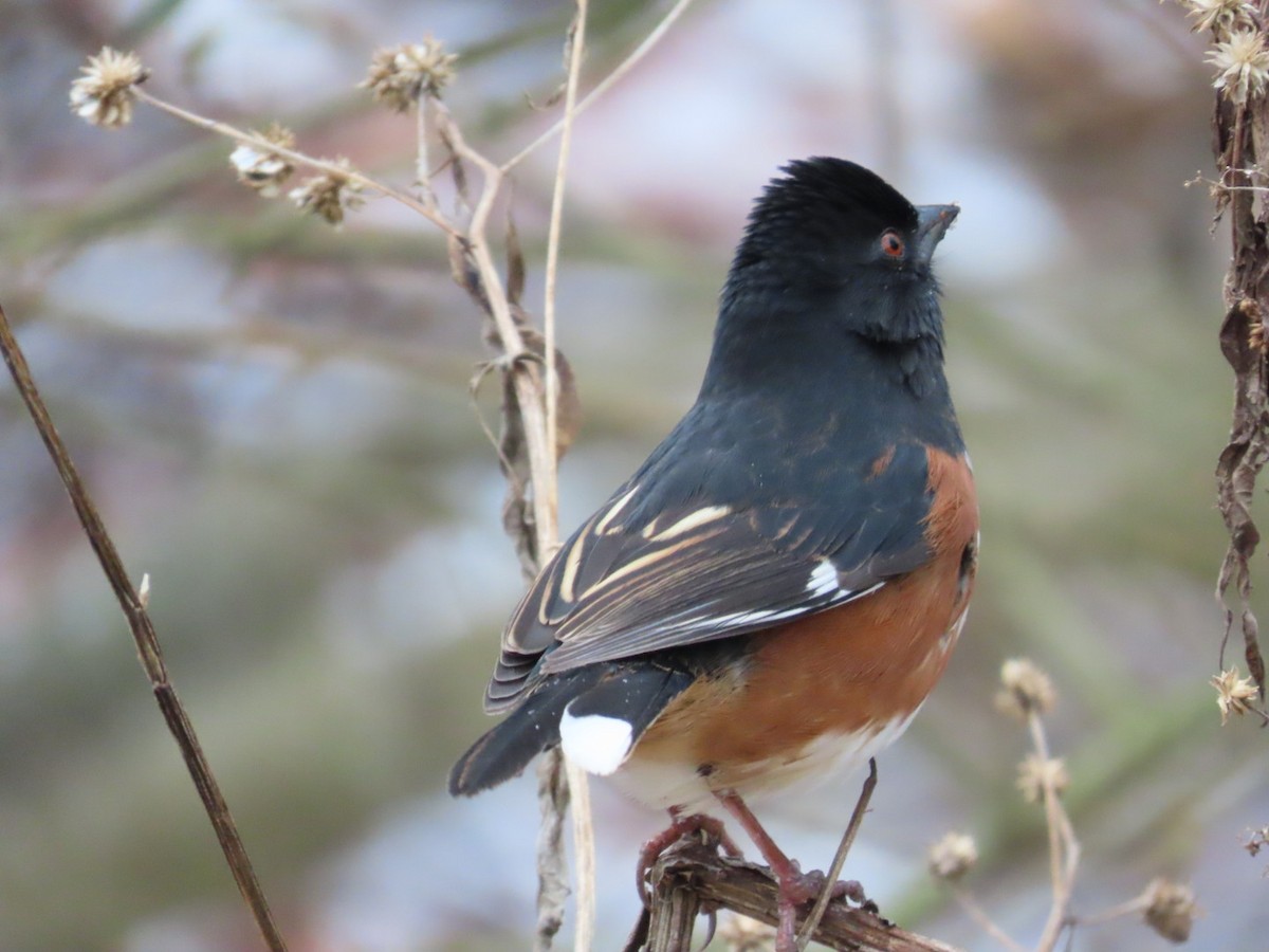 Eastern Towhee - ML647239275