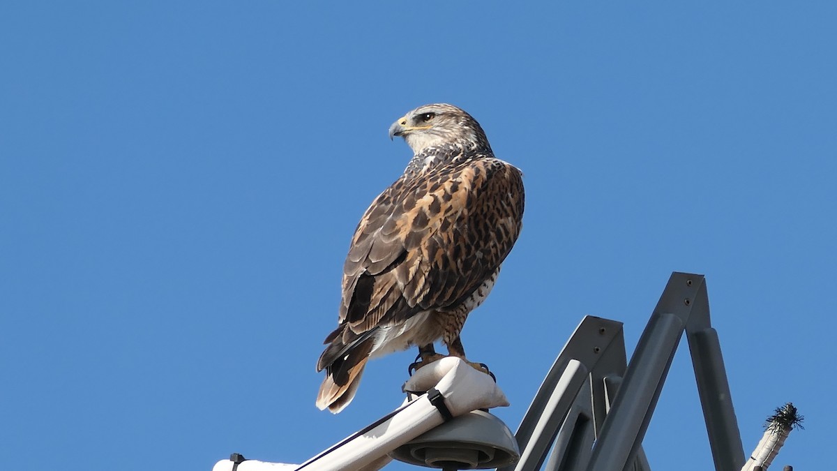 káně královská - ML647239276