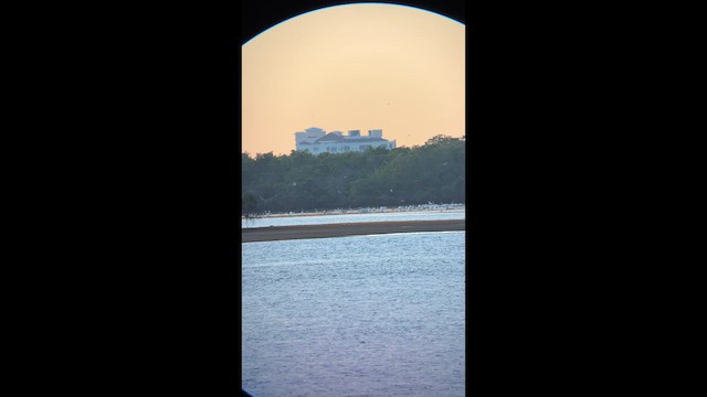 American White Pelican - ML647239279