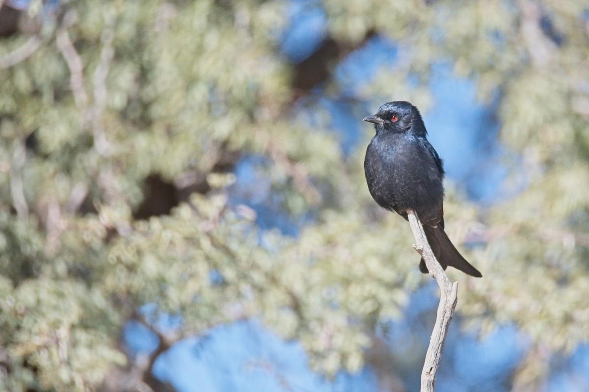 Fork-tailed Drongo - ML647239289