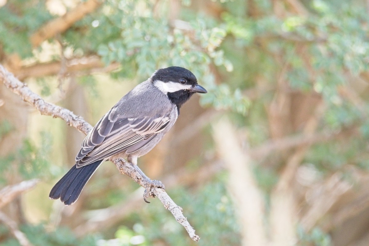 Ashy Tit - ML647239302