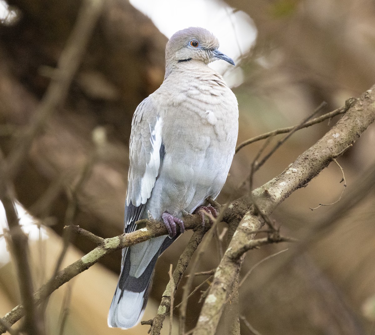 White-winged Dove - ML647239318