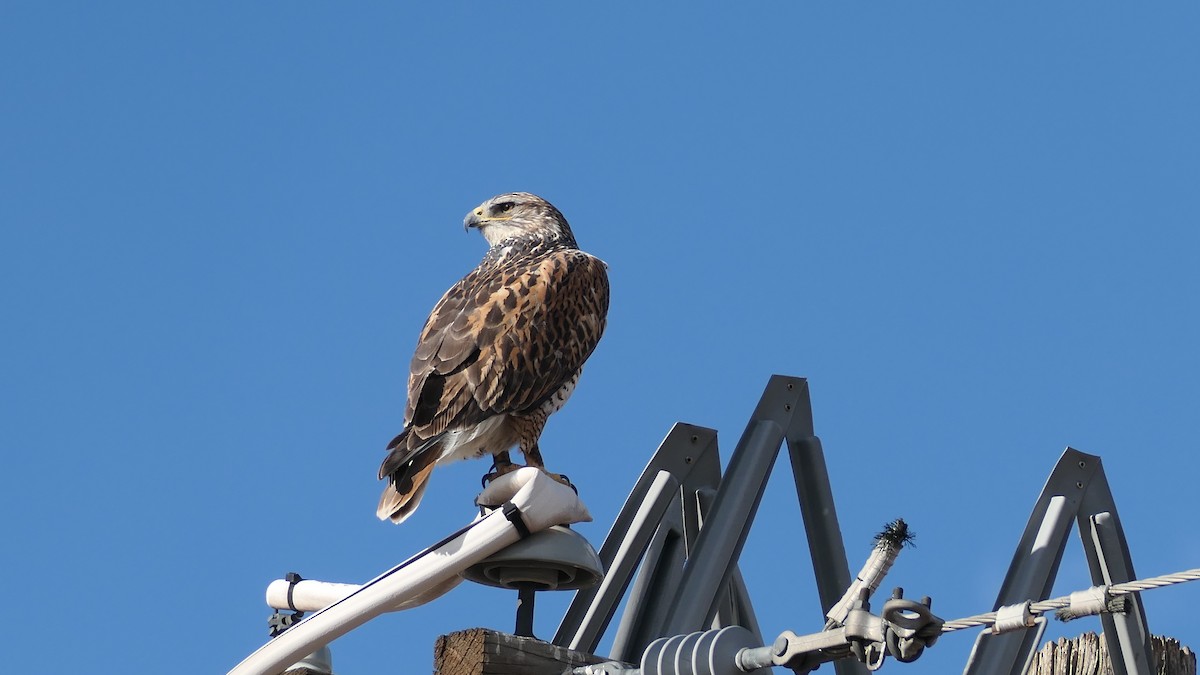 káně královská - ML647239321