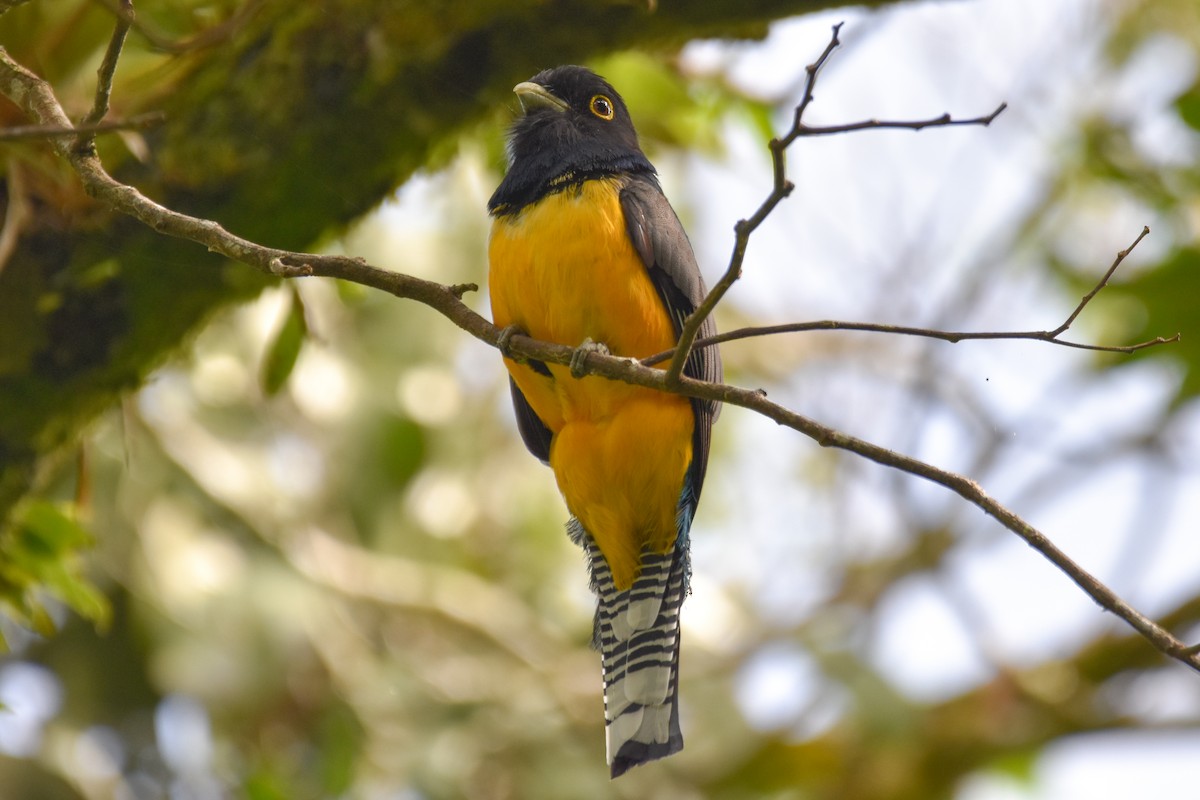 Gartered Violaceous Trogon - ML647239334