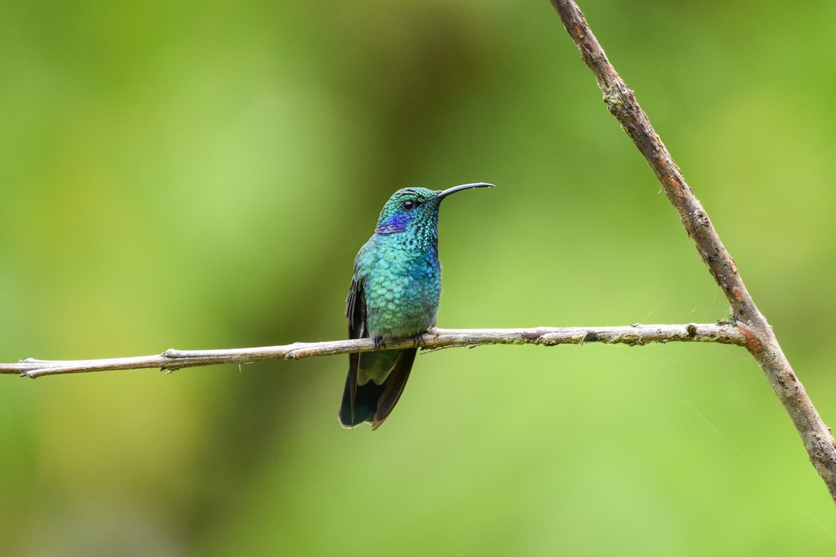 Lesser Violetear - ML647239345
