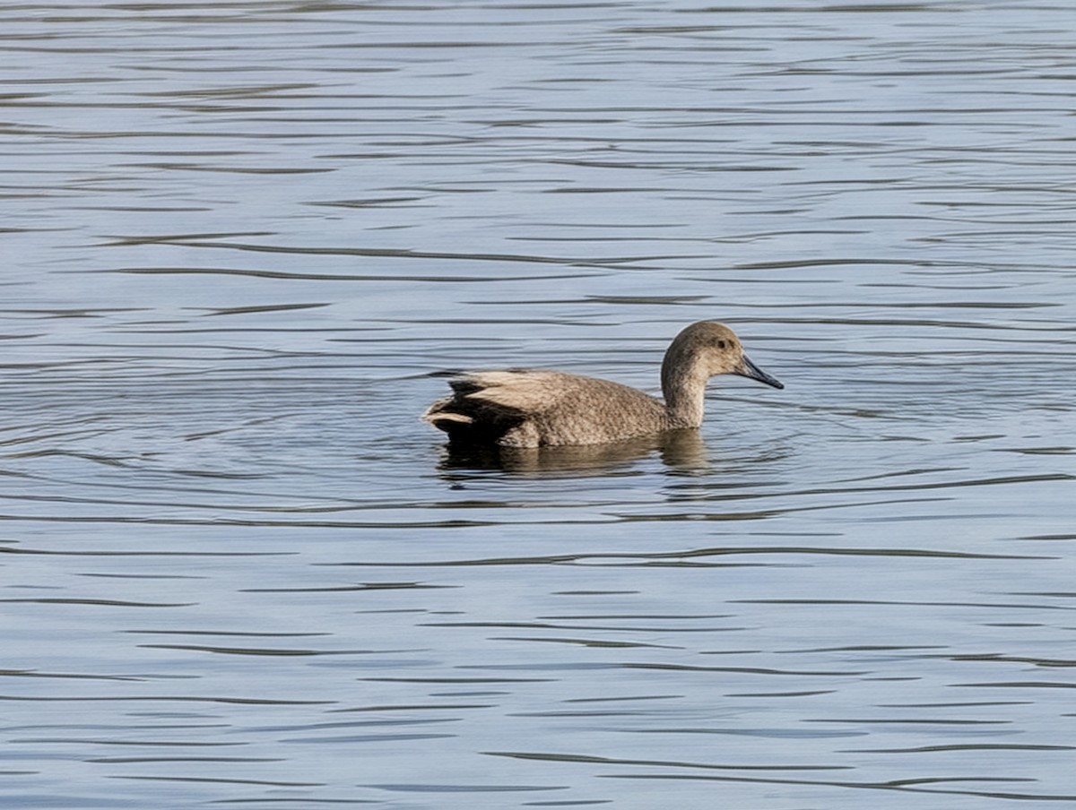 Бор нугас - ML647239346