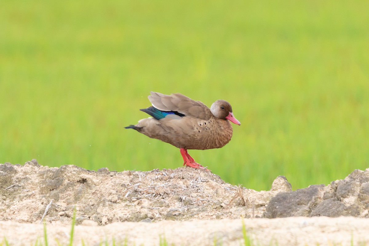 Brazilian Teal - ML647239353