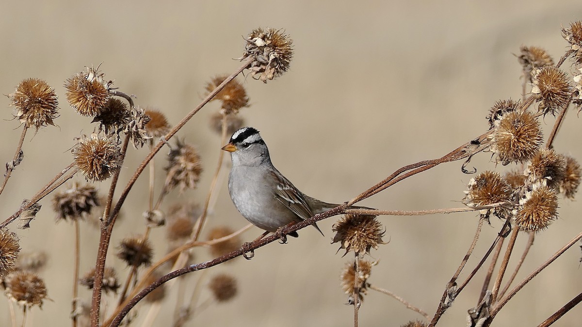 strnadec bělopásý - ML647239359