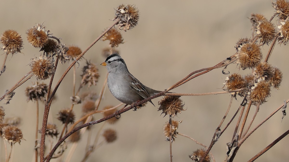 strnadec bělopásý - ML647239360