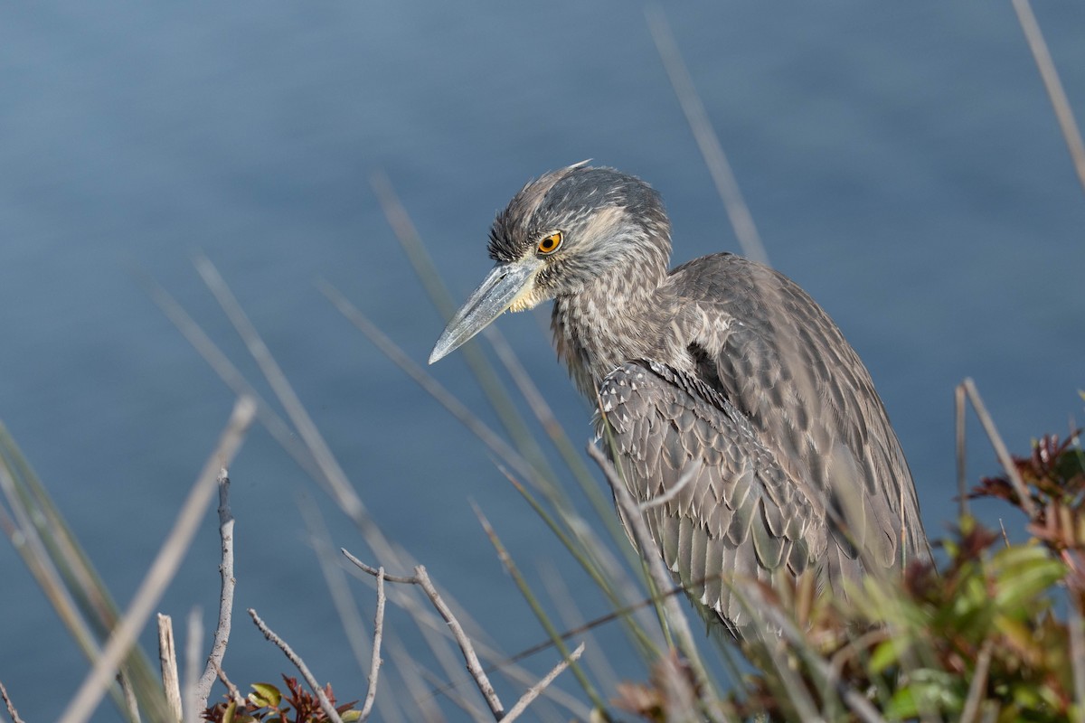 kvakoš žlutočelý - ML647239364