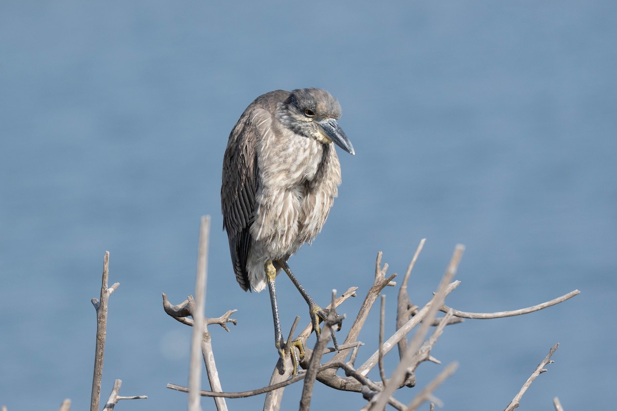 kvakoš žlutočelý - ML647239365